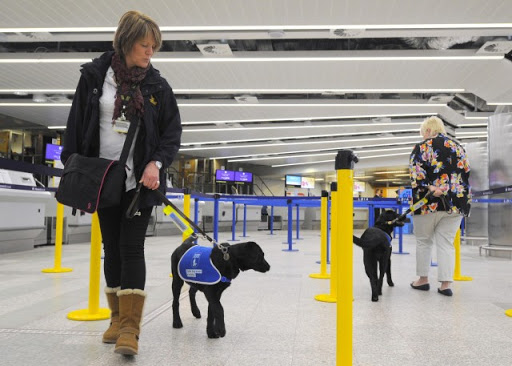 dog-training photo:electric dog training collar 