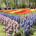 Fotoworkshop Keukenhof 4 mei 2013