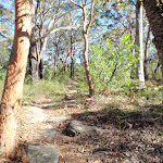 Rocky section of track on the Ridge Trail (238697)