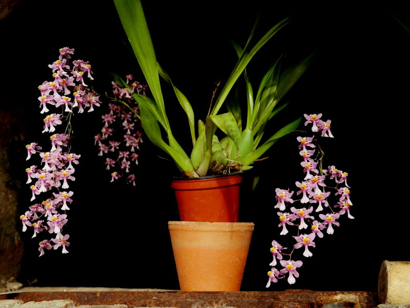 Oncidium sotoanum P1070140