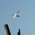 Caspian Tern