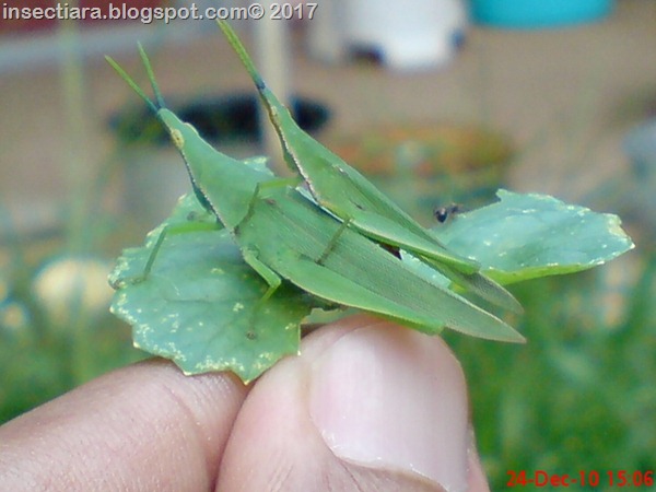 belalang Atractomorpha crenulata kawin di daun pegagan_4