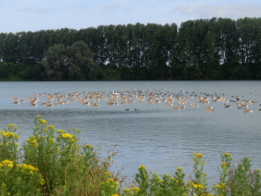 CIMG7945 Geese at Godmanchester Nature Reserve