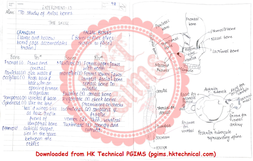 To study Axial Skeletal Anatomy and Physiology Practical 1st Semester B.Pharmacy ,BP101T Human Anatomy and Physiology I,BPharmacy,Handwritten Notes,BPharm 1st Semester,Important Exam Notes,