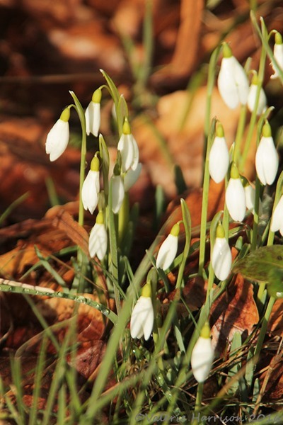 14-snowdrops