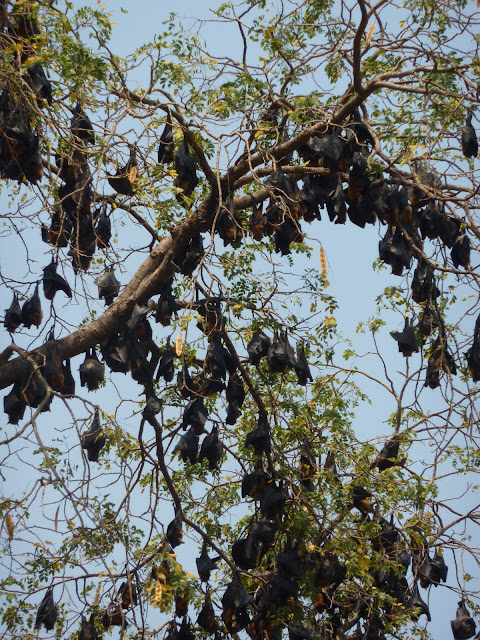 Blog de voyage-en-famille : Voyages en famille, Dans la campagne de Battambang