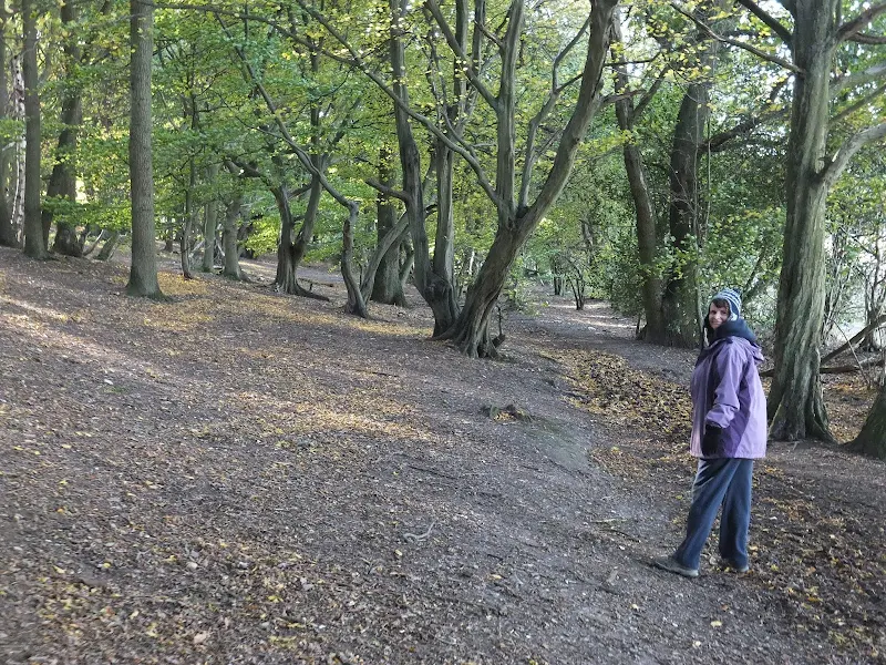 Mardley Heath woods