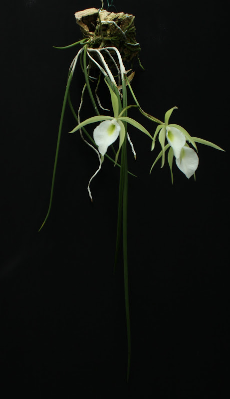 Brassavola tuberculata IMG_6087