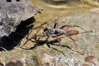 Para ampliar Arctosa cinerea (Araña lobo de ribera o de arena) hacer clic