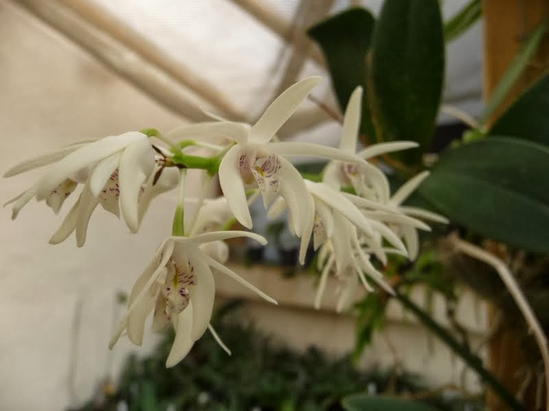 Dendrobium speciosum P1180582