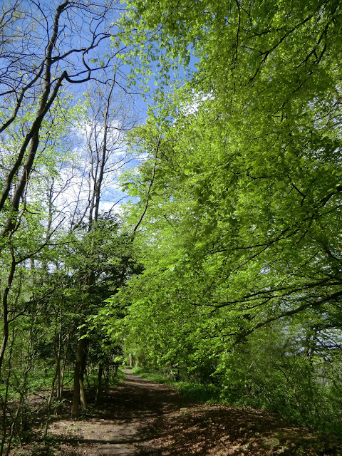 CIMG8008 Marden Park Woods