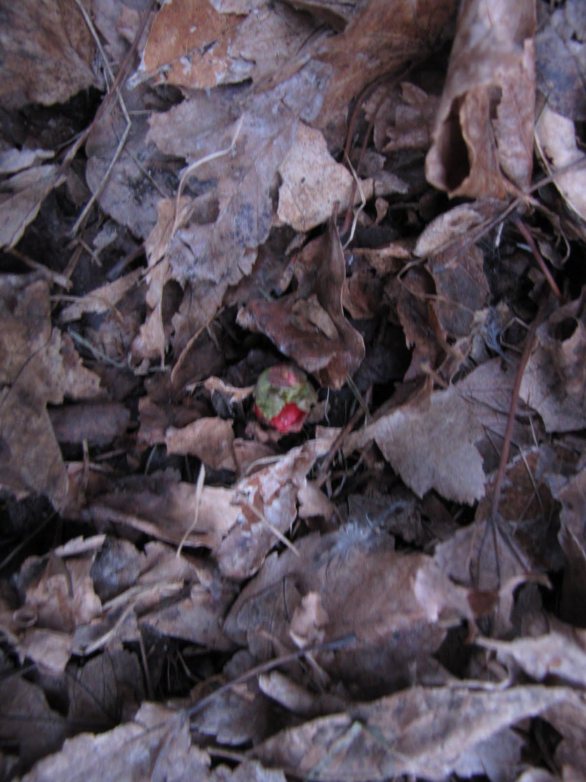 Chinese lantern,