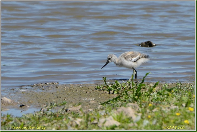 Slimbridge WWT - June