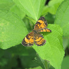 Pearl Crescent