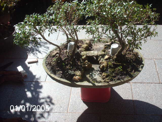 Penjing de Serrisa... PICT0889