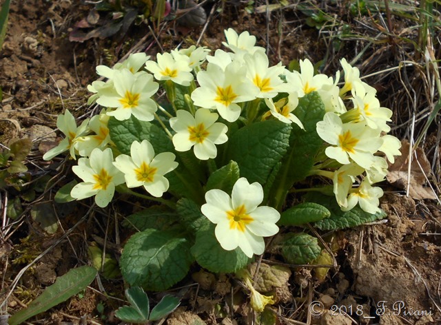 Primula vulgaris Hudson Primula vulgaris Hudson