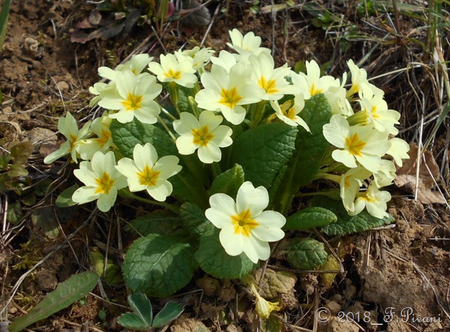 Primula vulgaris Hudson