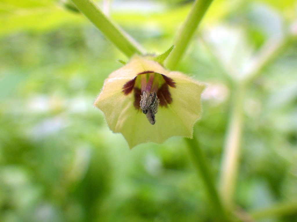 センナリホオズキ Physalis Pubescens Familiar Flowers 2