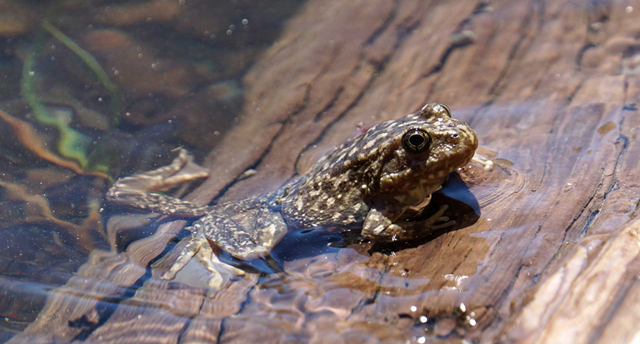 Mountain yellow-legged frog populations im California have declined by more than 90 percent. Photo: Lauren Sommer / KQED