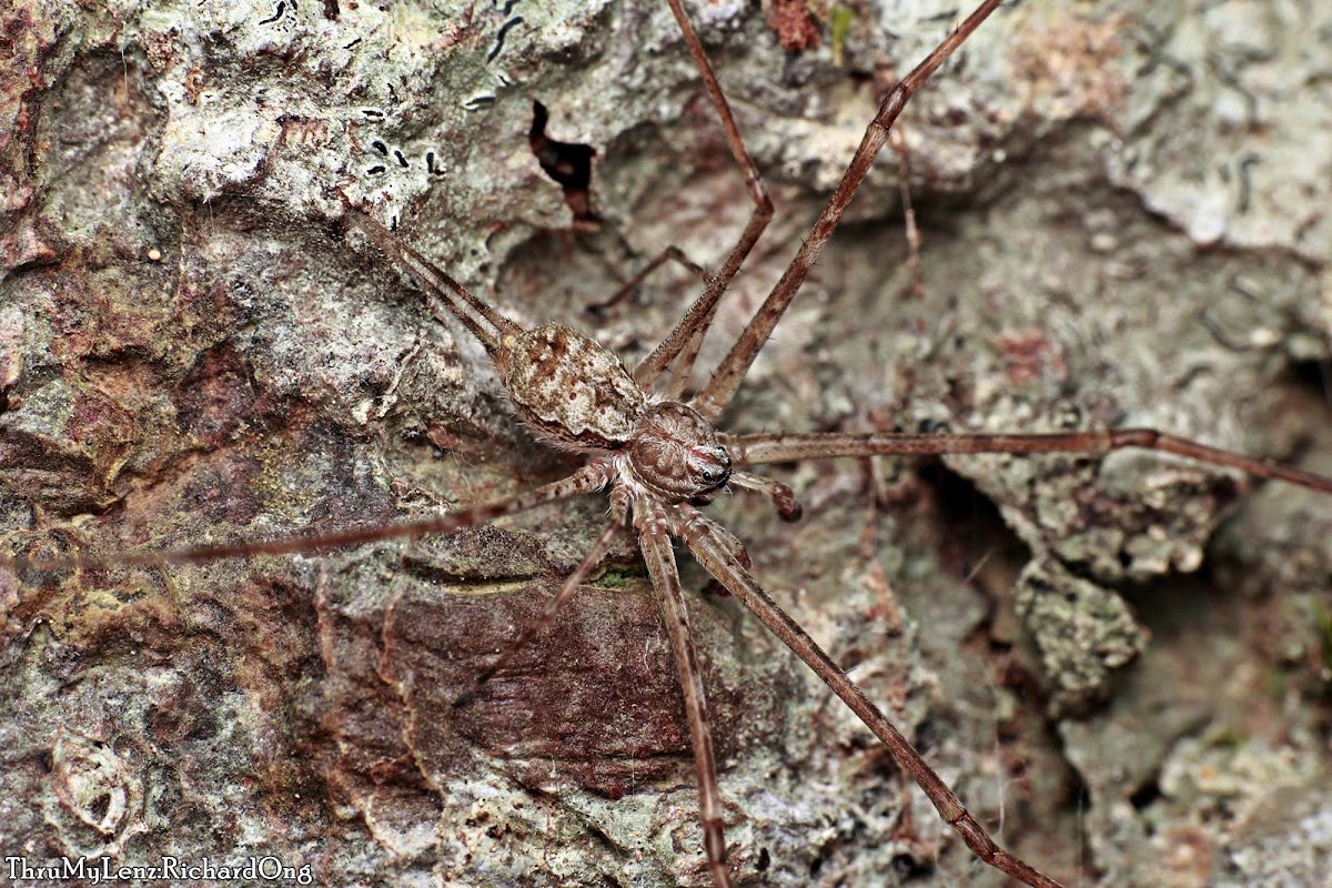 Two-tailed Spider