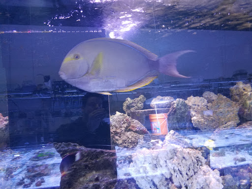 Tropical Fish Store «Richmond Aquarium», reviews and photos, 3645 Speeks Dr, Midlothian, VA 23112, USA