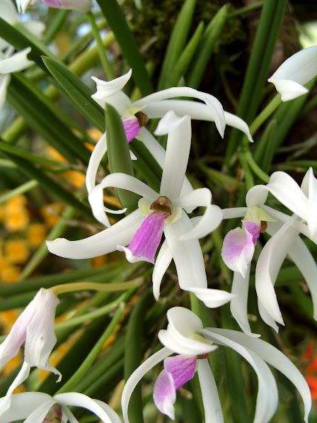 Leptotes bicolor S1053132