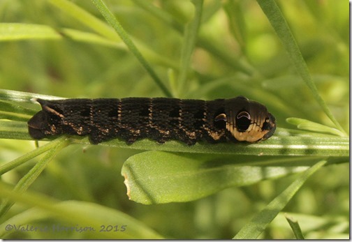 1-Elephant-hawk-moth-caterpillar