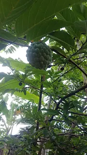 Buah Srikaya Yang Langka