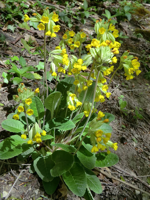 CIMG8006 Cowslips in the Titsey Plantation