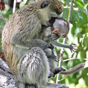 Vervet Mother and Baby 3, Botswana