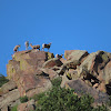 Rocky Mountain Bighorn Sheep