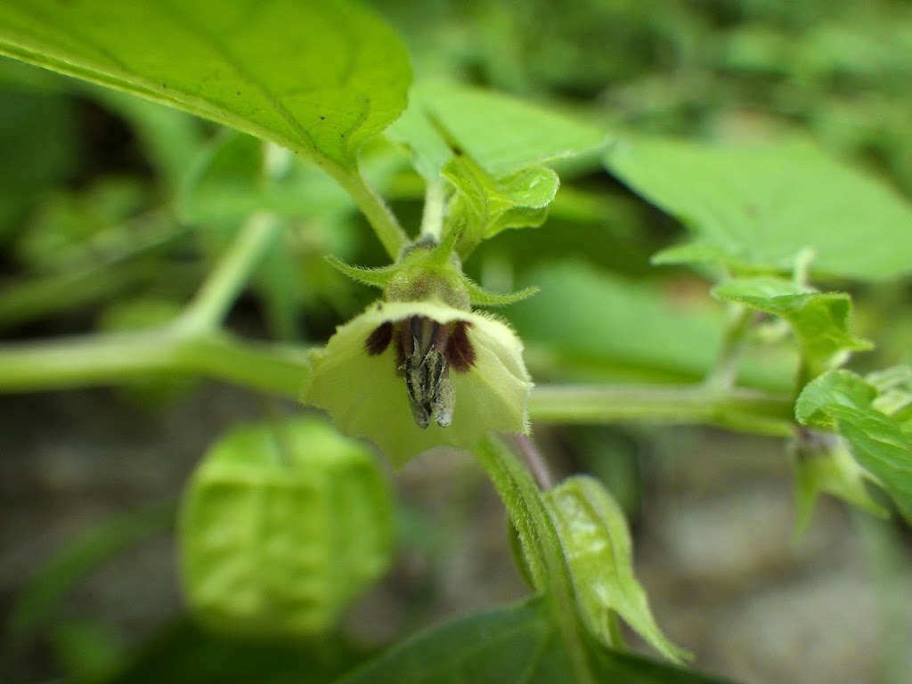 センナリホオズキ Physalis Pubescens Familiar Flowers 2