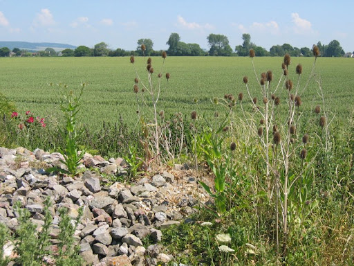 stones, corn and dry flowers 