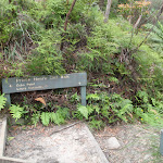 Int of Prince Henry Cliff Walk and Leura Forest Track (93325)