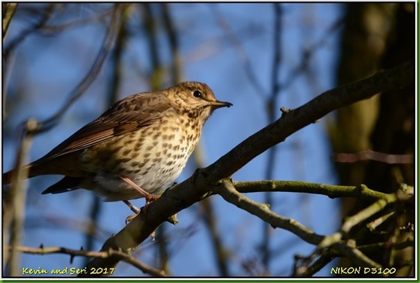 Slimbridge WWT - January