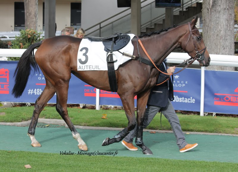 Photos Auteuil 7-11-2015 (48h de l'obstacle) IMG_6251