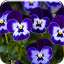 Purple Pansy Chrome extension download