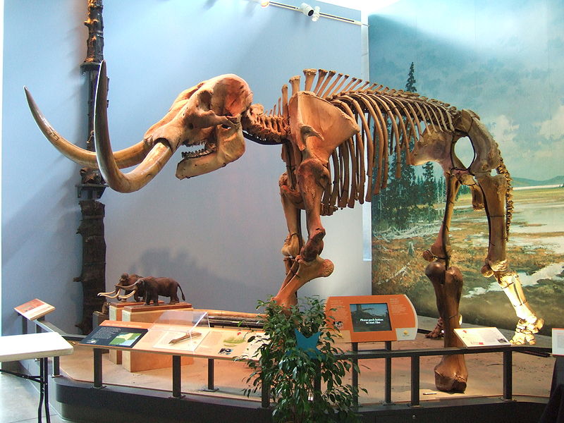 파일:external/upload.wikimedia.org/800px-Mammut_skeleton_Museum_of_the_Earth.jpg