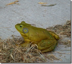 Bull frog