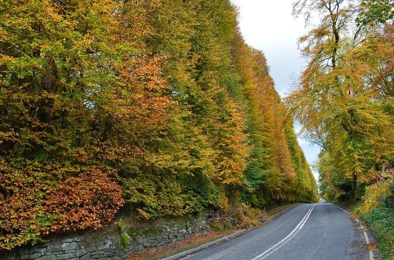 meikleour-beech-hedges-3