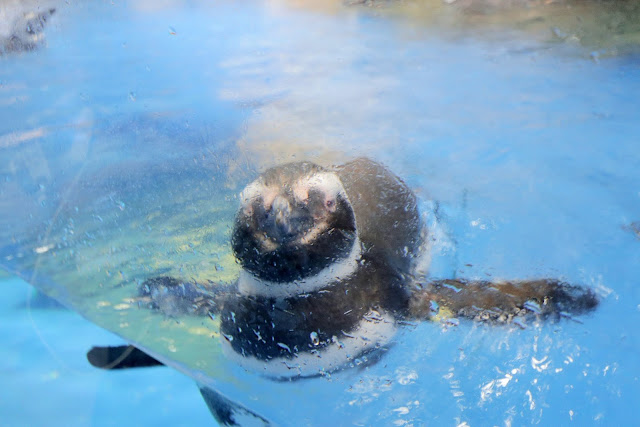 桃園 青埔 親子景點  Xpark 水族館 企鵝 水母 水豚君