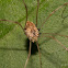 Harvestmen