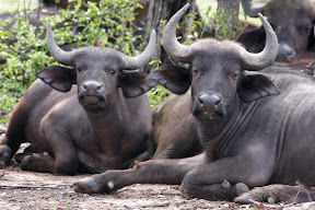 Cape Buffalo Female and Calf, South Africa