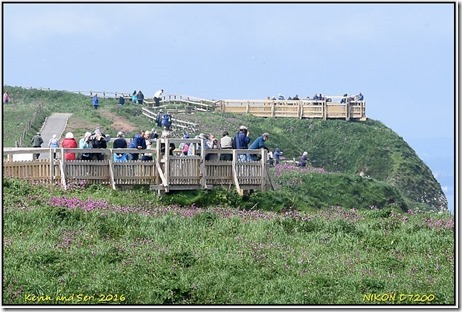 Bempton Cliffs - May