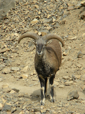 blue sheep close up