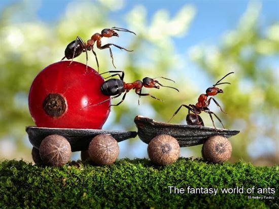 எறும்புகளின் அழகிய உலகம் – புகைப்படங்கள் Ants-cart_2160871k