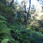 Lovely walking through ferns (166330)