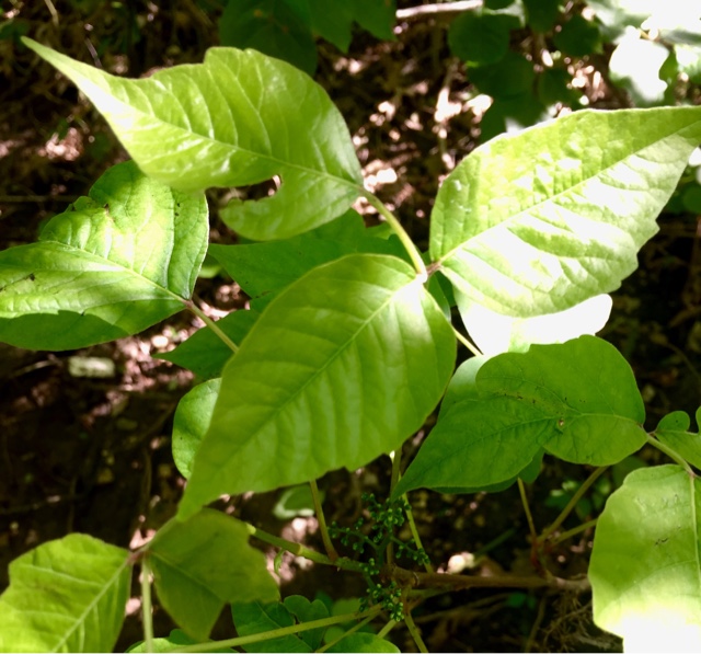The Foraged Foodie: Identifying and sustainably harvesting Smilax ...