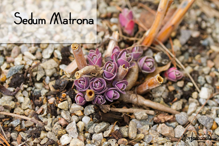 Sedum Matrona (Grand) Sedum-matrona-120404_24RM