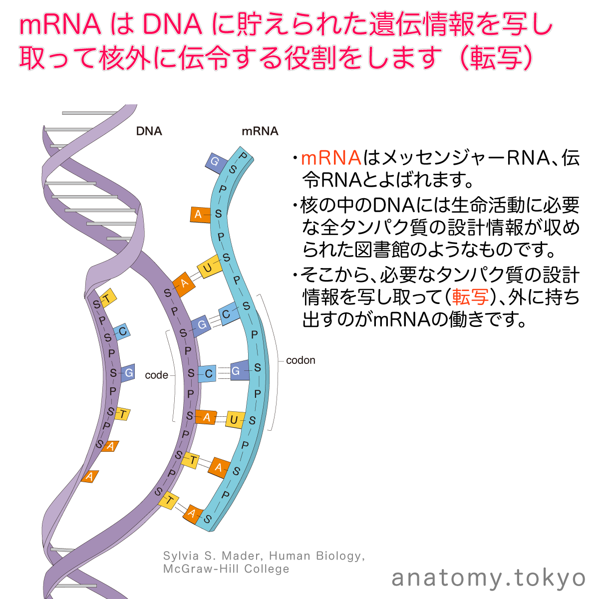 t112-30-mRNA-transcription.png